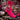 Chaussettes Les Rugbymen - Bourrichon